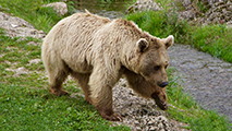 Animales del Bosque! Sonidos de animales